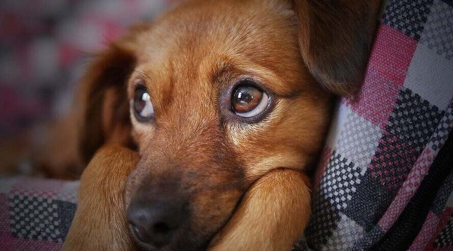 Pakistan Makes History by Introducing Animal Rights Education at the University Level